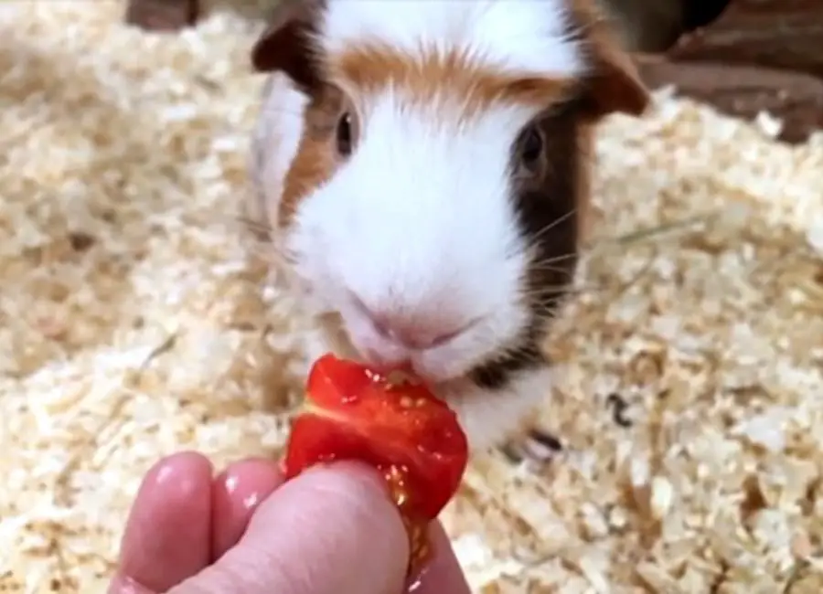 Guinea Pigs Eating Tomatoes