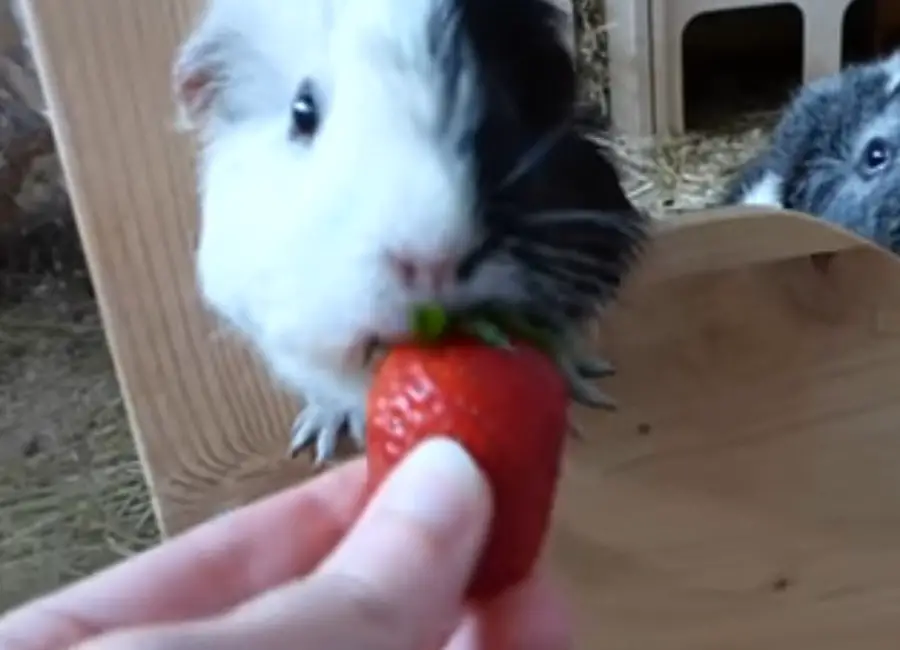 Guinea Pigs Eating Strawberries