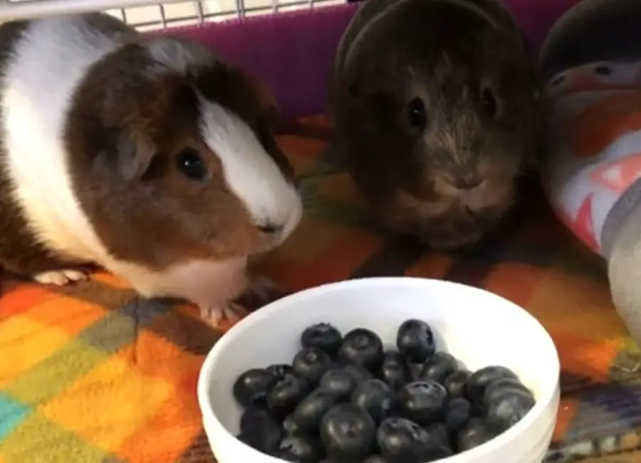 Guinea Pigs Eating Blueberries