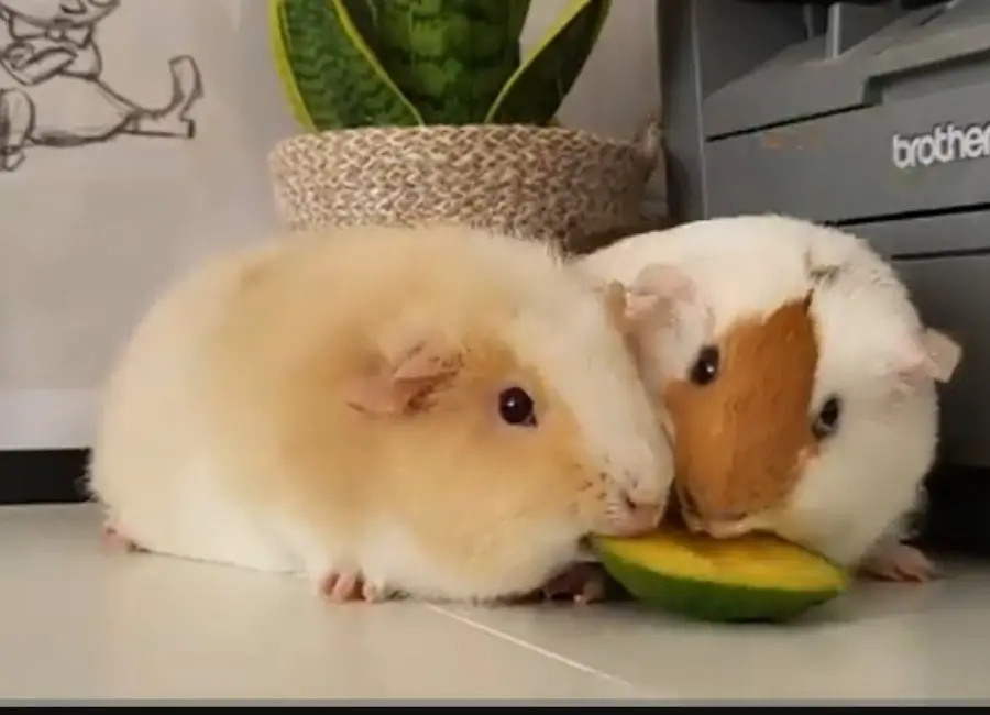 Guinea Pigs Eating Mango