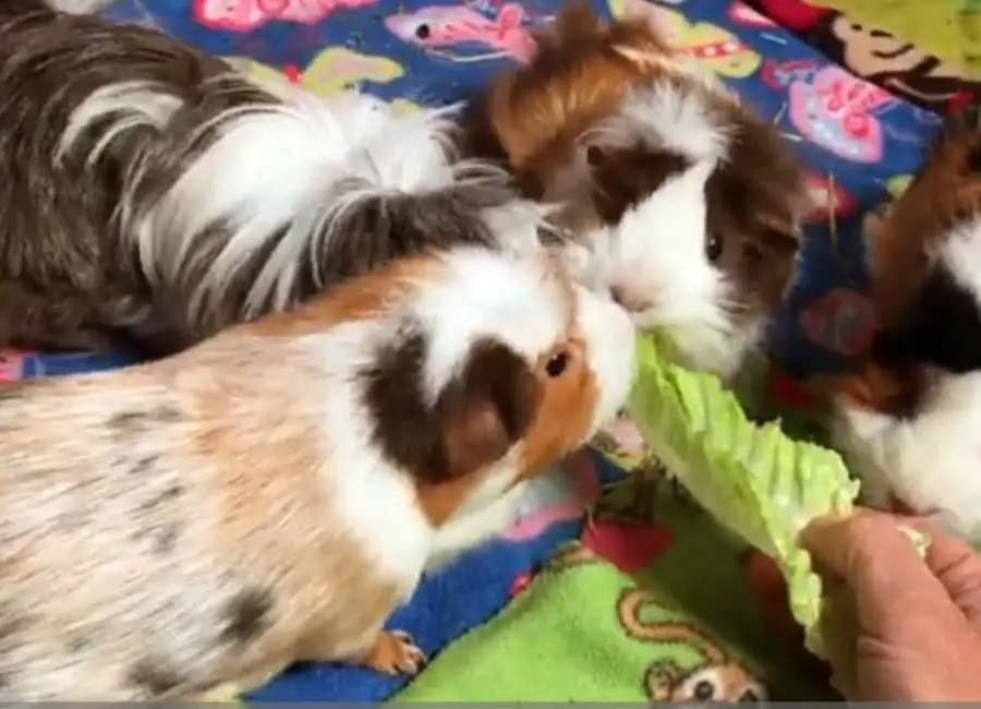 Guinea Pigs Eating Lettuce