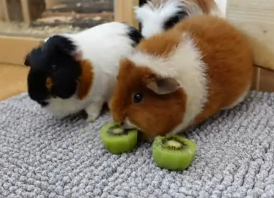 Guinea Pigs Eating Kiwi