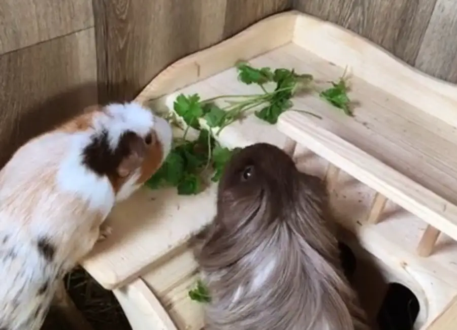 Guinea Pigs Can Eating Parsley