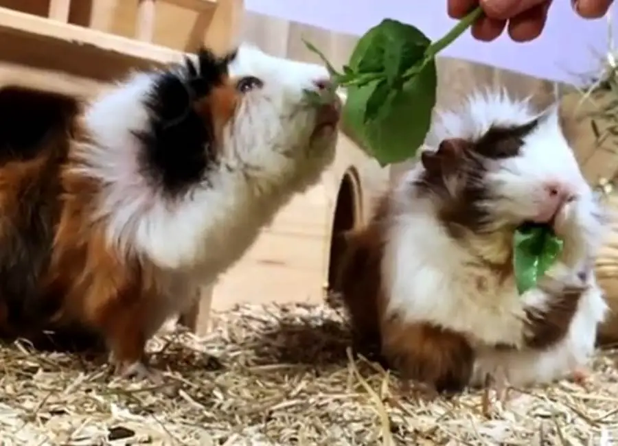 Guinea Pigs Eating Basil