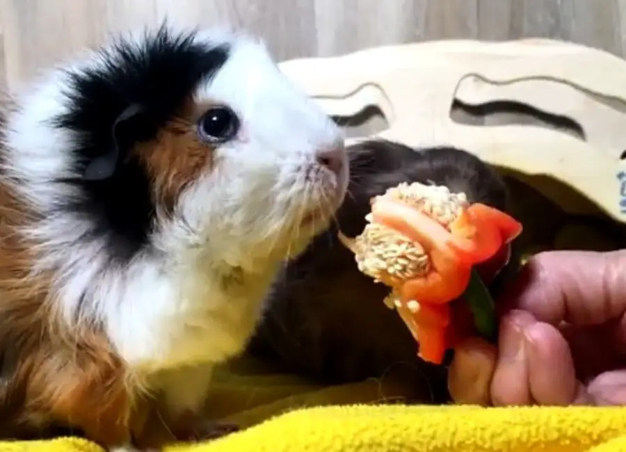 Guinea Pigs Eating Bell Peppers