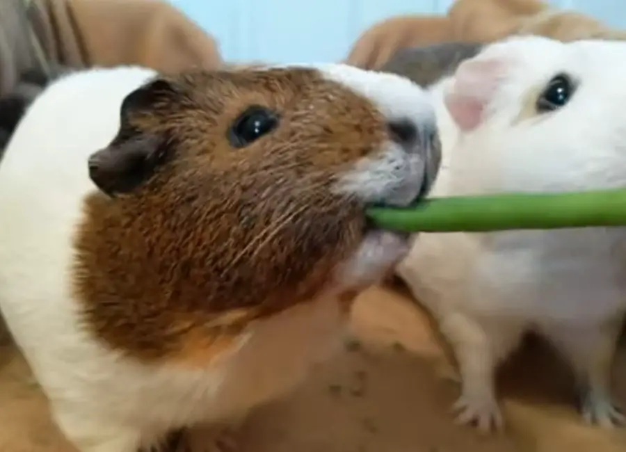 Guinea Pigs Eating Green Beans