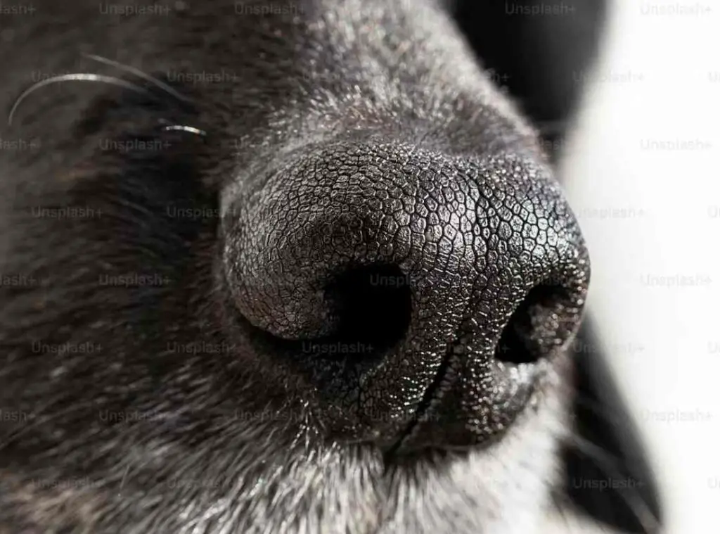 Causes of Cracked Dog Nose