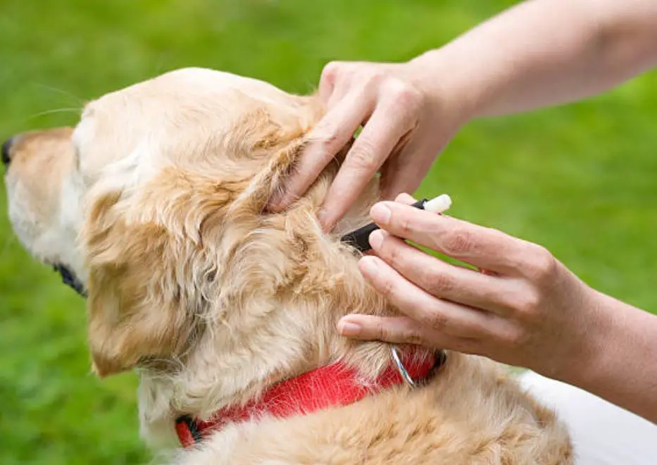 Removing ticks from dogs