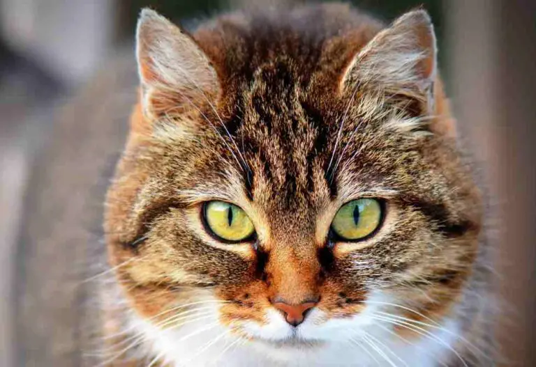 12 Common Female Cat in Heat Symptoms