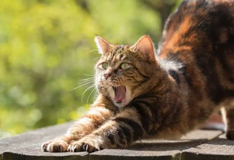12 Common Male Cat Behavior After Neutering