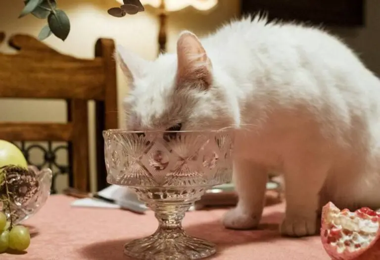 My Cat is Drinking a Lot of Water [11 Reasons]