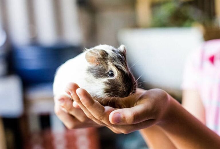 How to Pick up a Guinea Pig [11 Simple Steps]