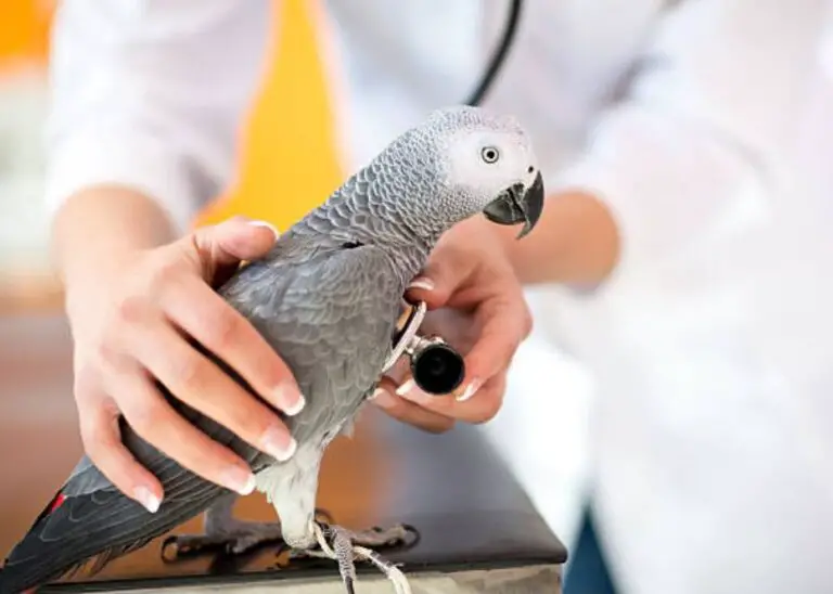 13 Most Common Pet Bird Diseases You Should know