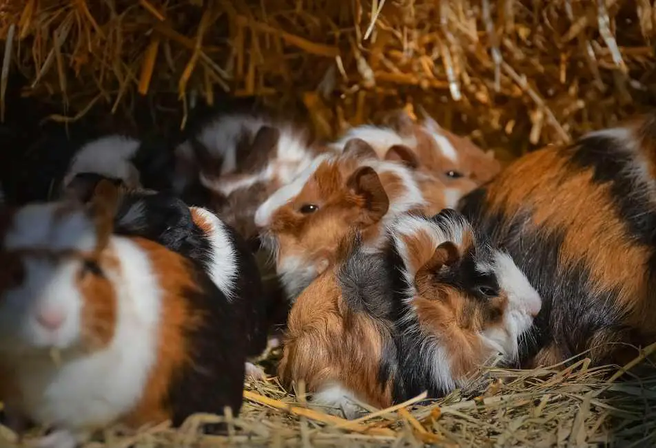 Are Guinea Pigs Born With Hair