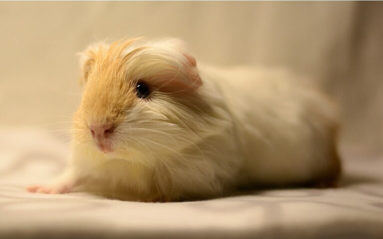 8 Factors Affecting Life Span of Guinea Pigs Explained
