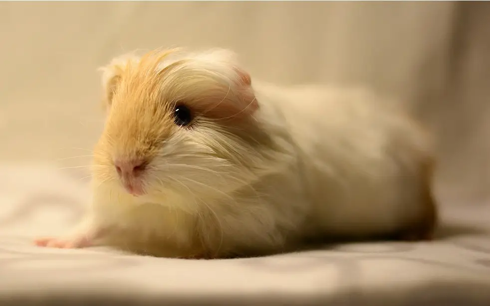 Life Span of Guinea Pigs