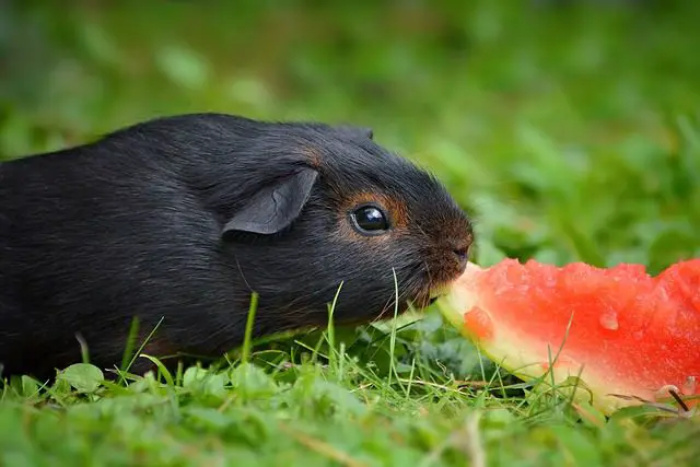 Can Guinea Pigs Eat Watermelon [How to Feed]