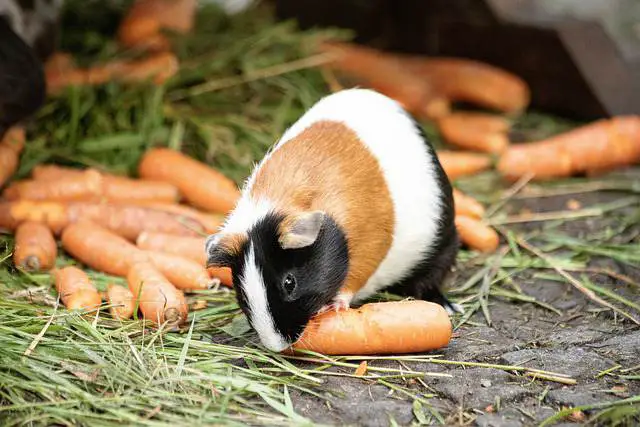 Can Guinea Pigs Eat Carrots [How to Feed]