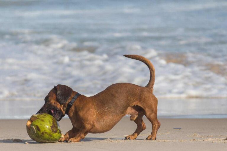 Is Coconut Oil Bad For Dogs [What You Should Know]