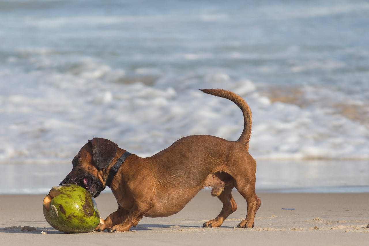 Is Coconut Oil Bad For Dogs
