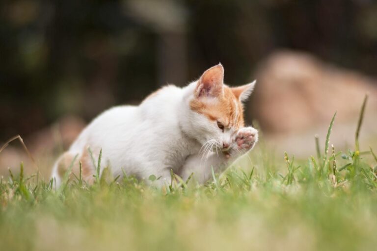 What Causes Distemper in Cats [Useful Hints]