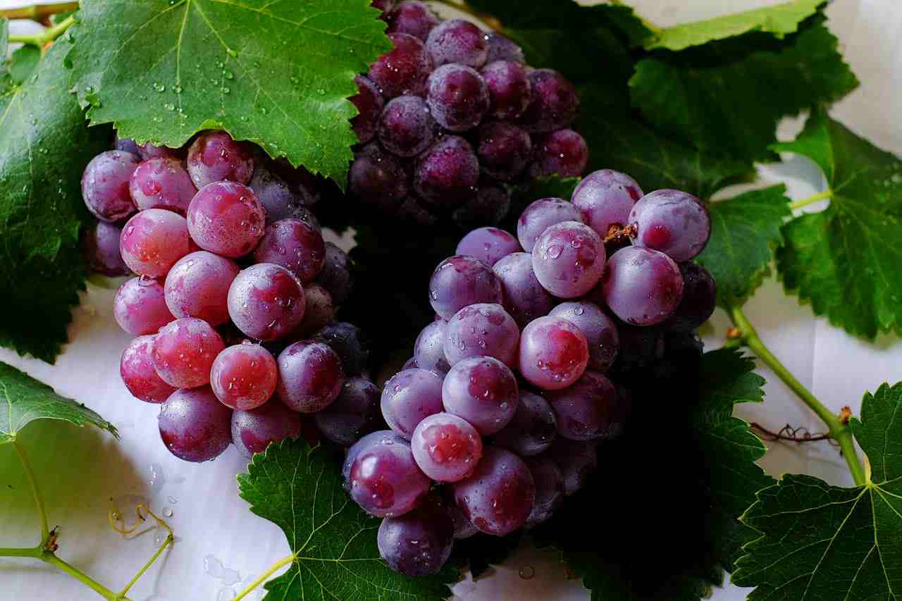 Side Effects of Dogs Eating Grapes