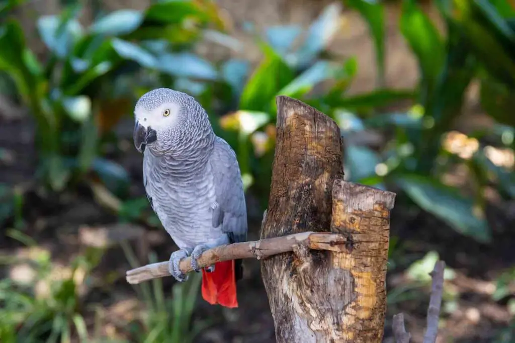 African Grey Parrot Training