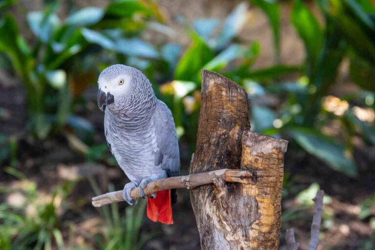 Interesting African Grey Parrot Training Tips
