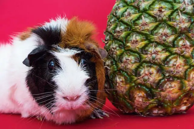 Can Guinea Pigs Eat Pineapple