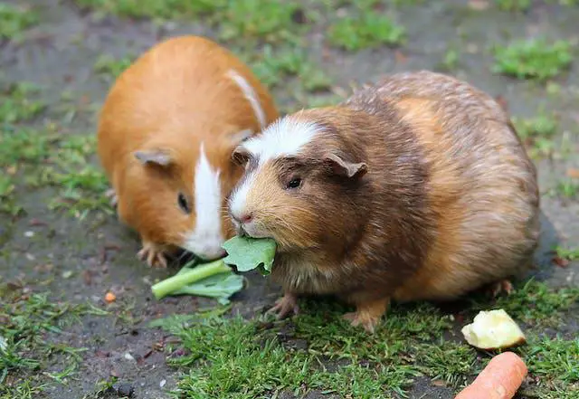 Can Guinea Pigs Eat Celery [How to Feed]