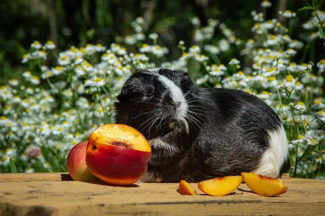 Can Guinea Pigs Eat Apricots