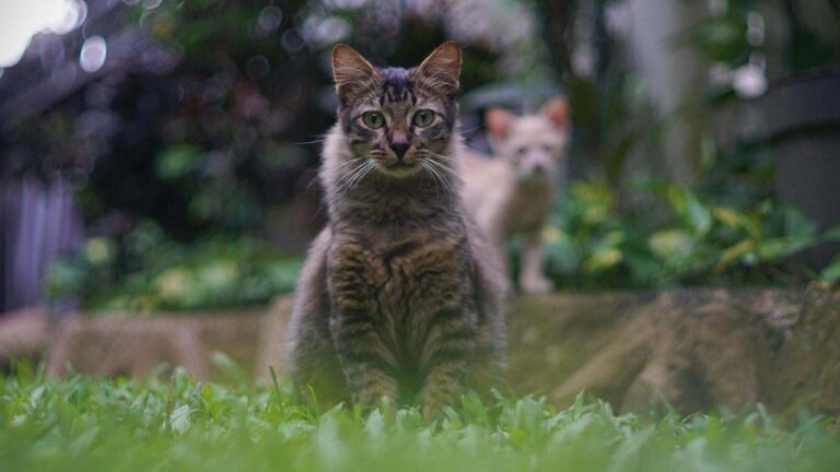 How To Repel Outdoor Cats [12 Effective Ways]