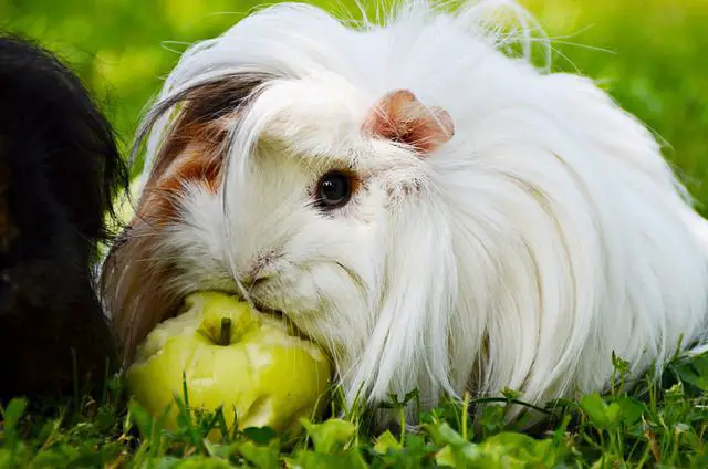 Can Guinea Pigs Eat Apples [How to Feed]