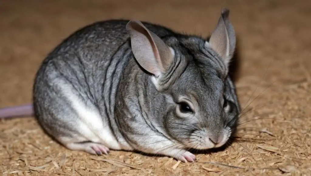Signs of chinchilla dying