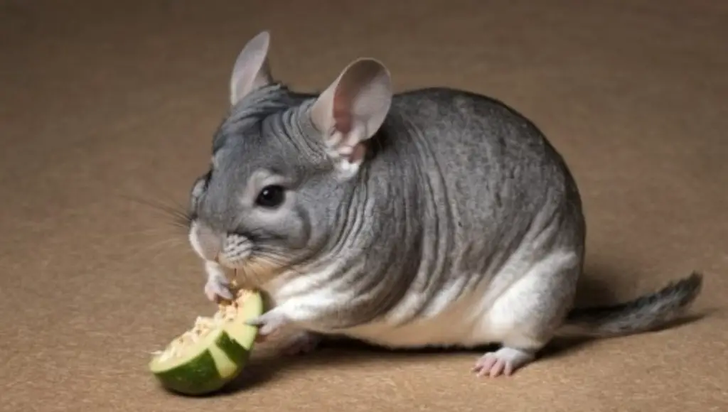 Foods Chinchillas Can Eat