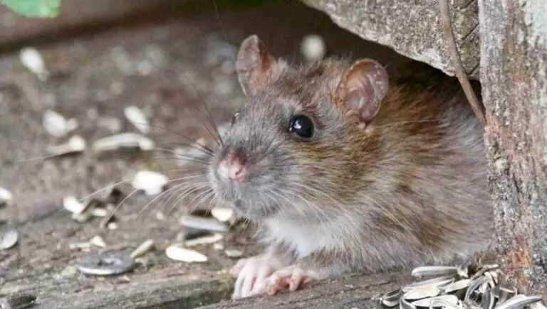 How Do Rodents Spread Disease [11 Ways & Prevention]