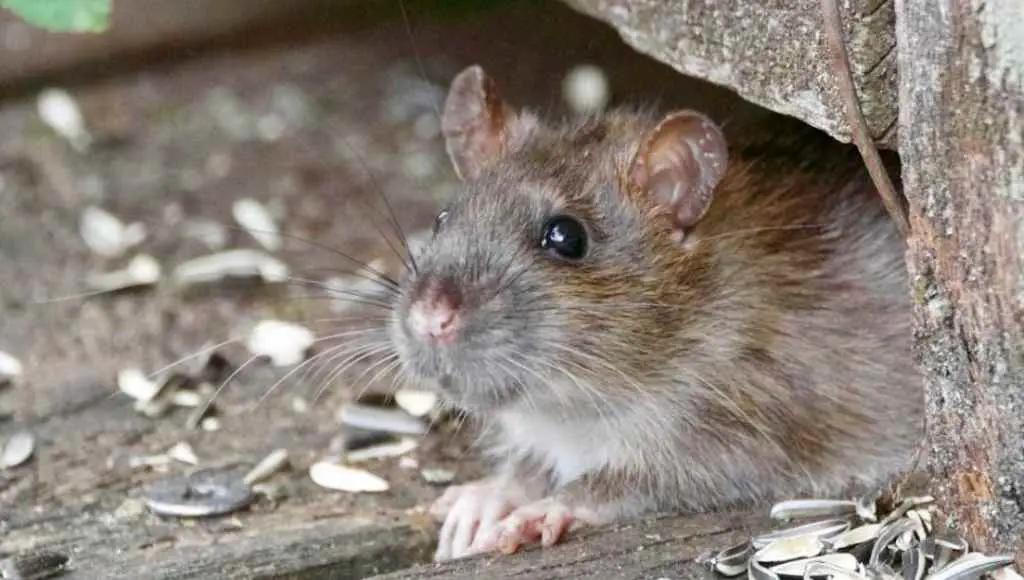 How Do Rodents Spread Disease