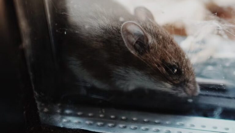 12 Most Effective Rodent Control Methods