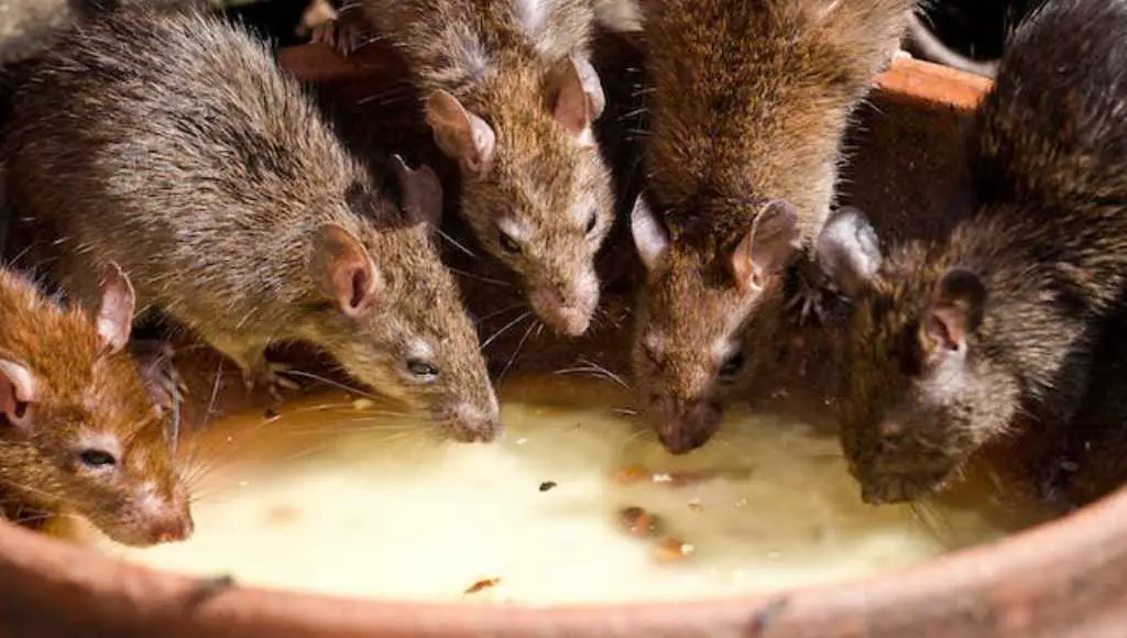 Ways rodents can transmit diseases to humans and other animals