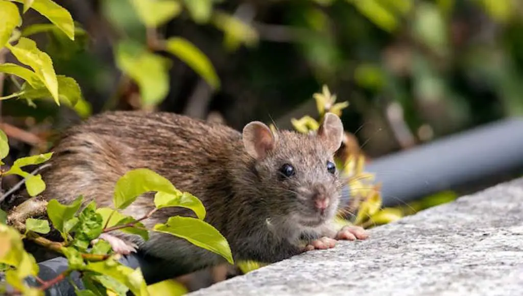 Preventing rodent infestations