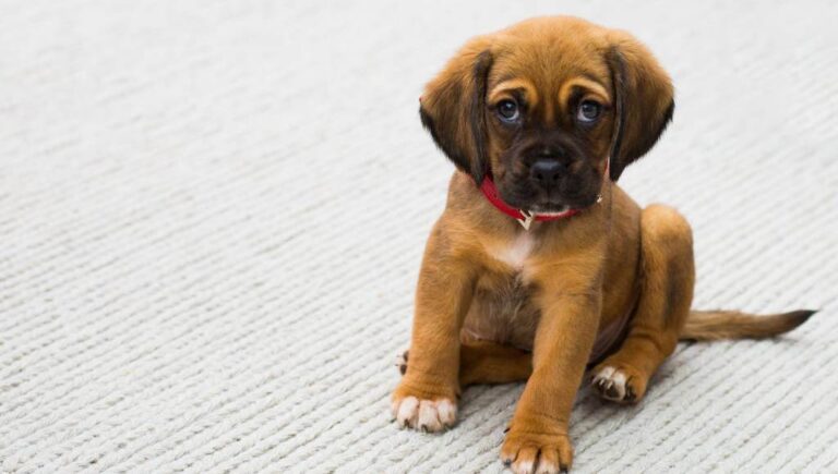 How to Help a Puppy With Separation Anxiety [12 Tips]
