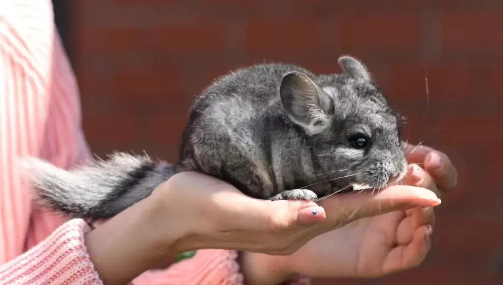 Chinchillas are known for their playful antics