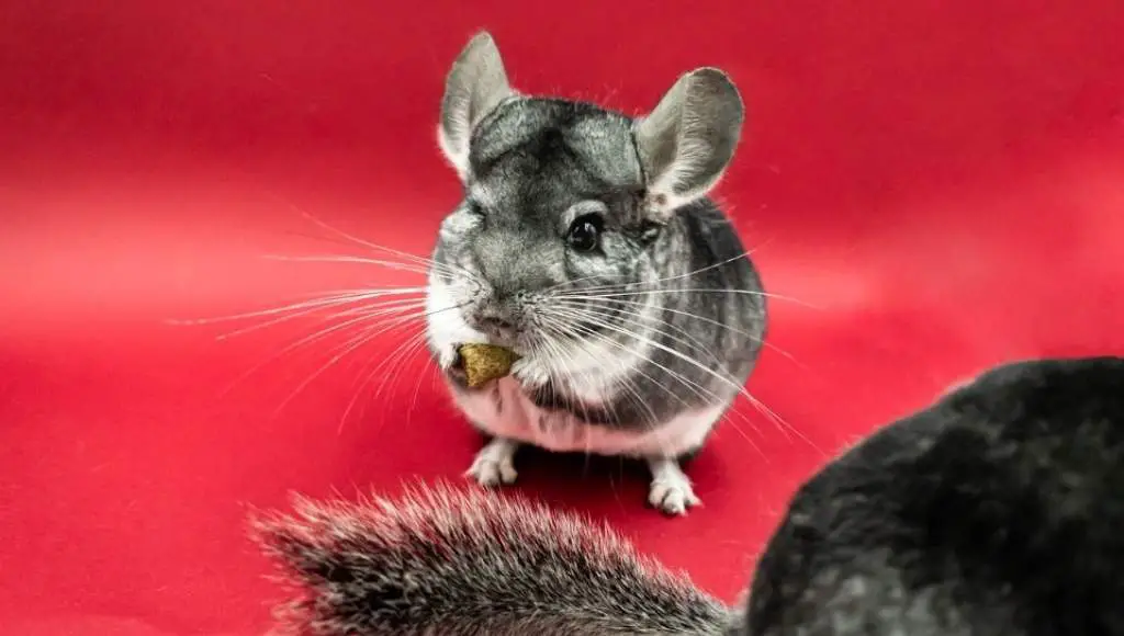 Reasons chinchillas are considered to be bad pets