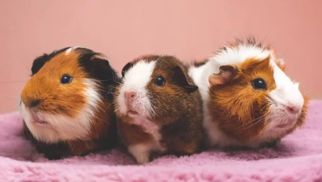 Ways to help prolong the life span of guinea pigs
