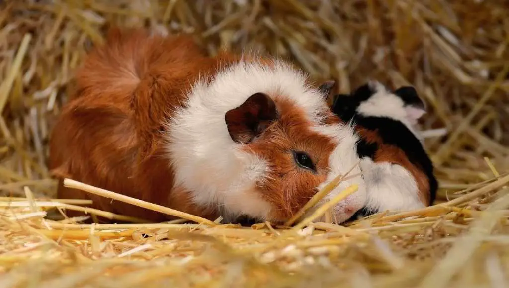 Respiratory Infections in guinea pigs