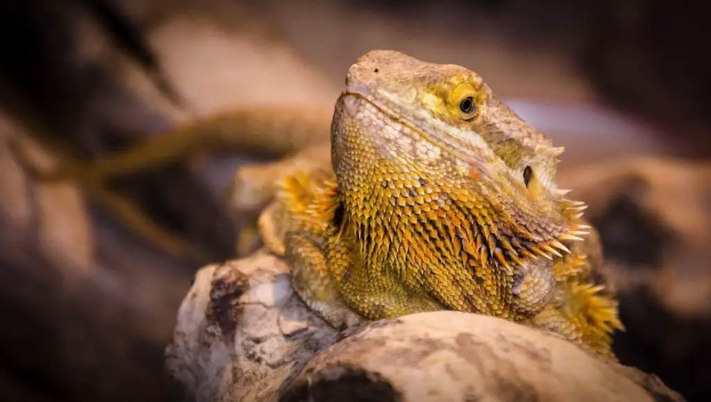 What to do if your bearded dragon is not eating