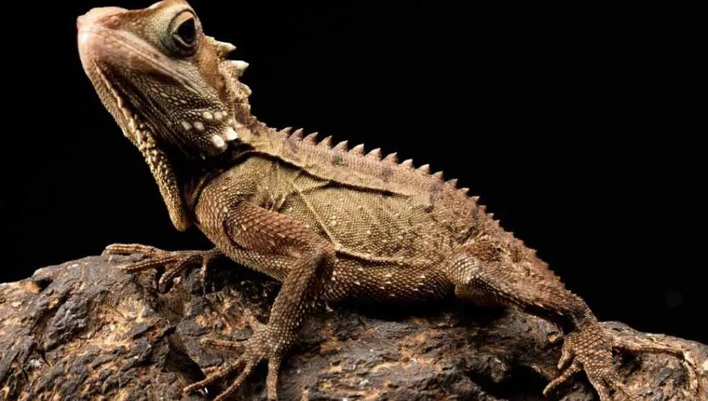 Reasons For a Bearded Dragon Not Eating