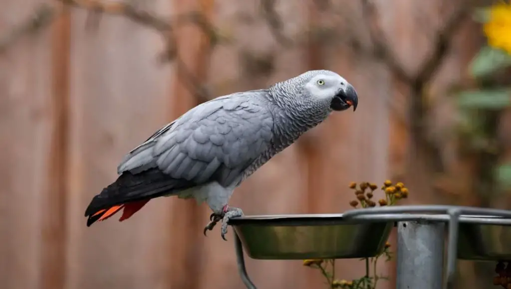 challenges of owning African Grey as a beginner