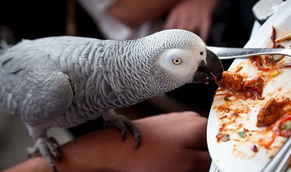 Safe treats African Grey parrots can eat