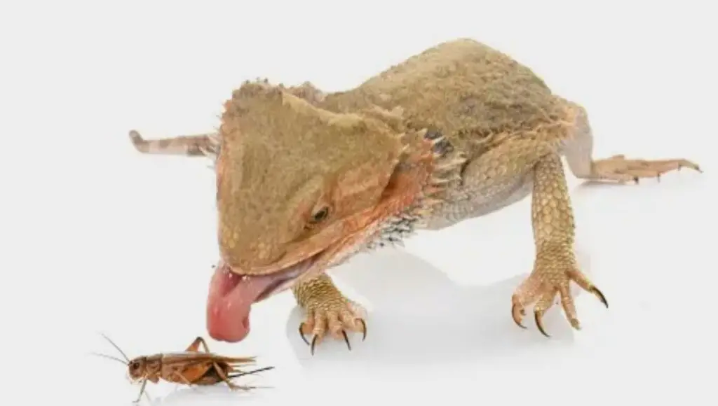Animal-based Foods Bearded Dragons Can Eat